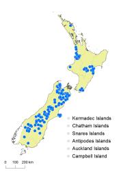 Asplenium trichomanes distribution map based on databased records at AK, CHR, OTA & WELT.
 Image: K. Boardman © Landcare Research 2017 CC BY 3.0 NZ